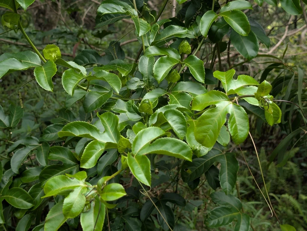 Passiflora Edulis