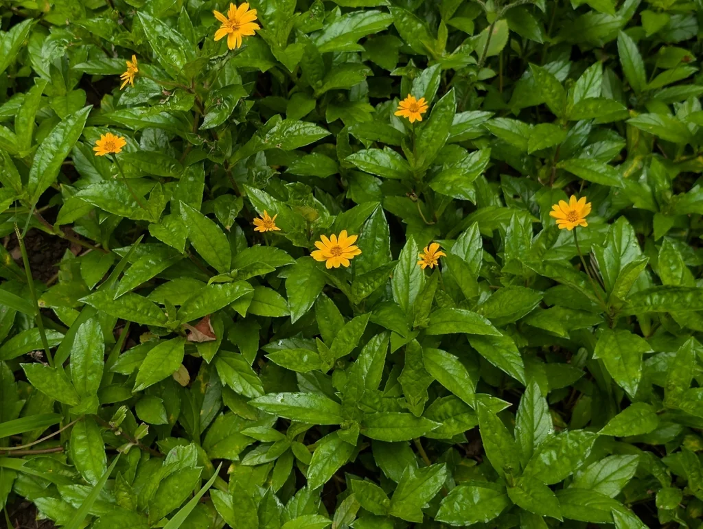 Wedelia Trilobata