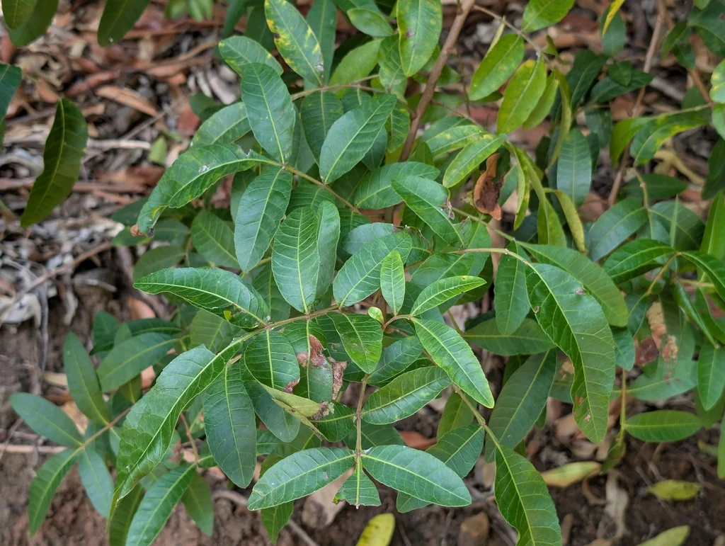 Schinus Terebinthifolius