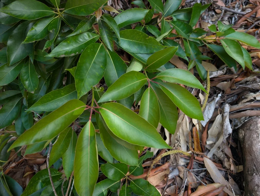 Lophostemon Confertus