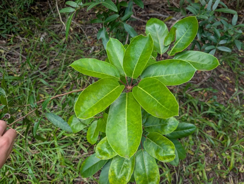 Schefflera Actinophylla