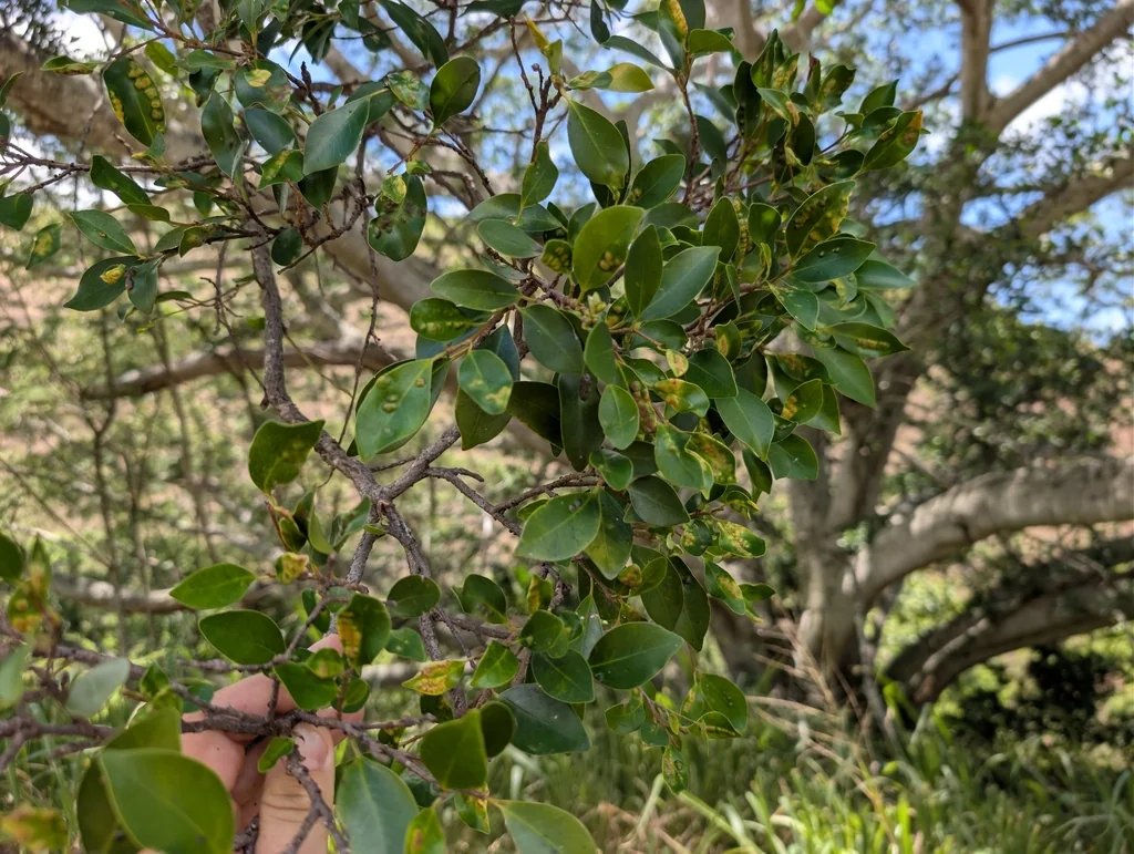 Ficus microcarpa