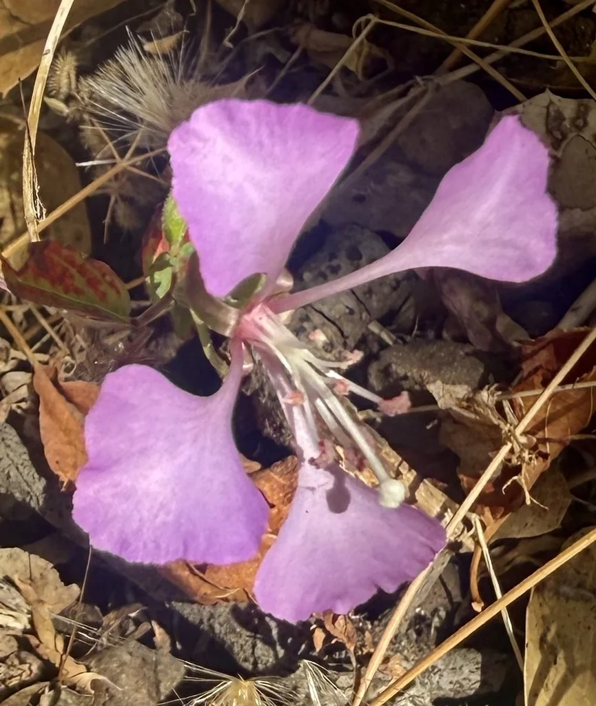 Clarkia Unguiculata