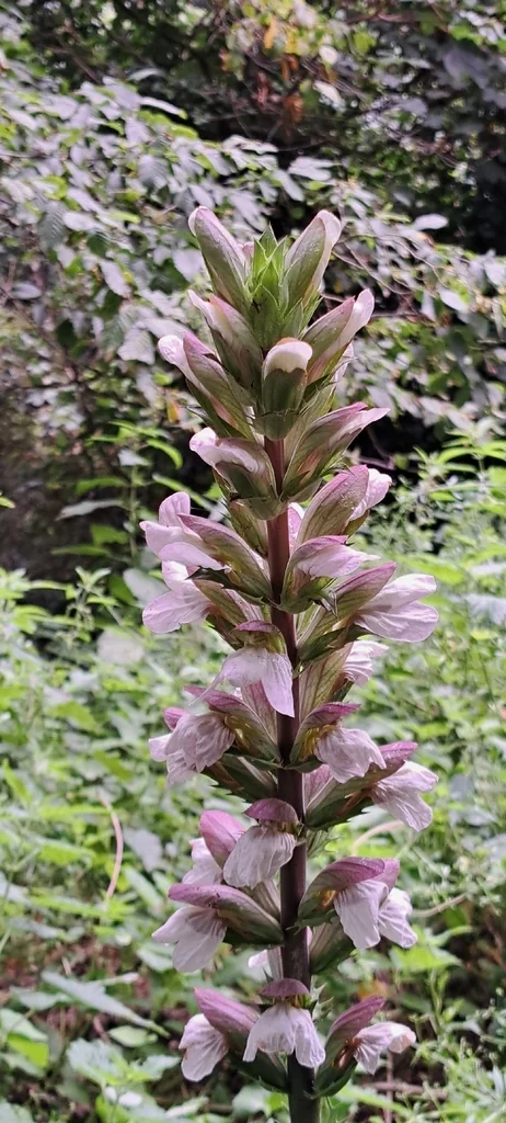 Acanthus Mollis