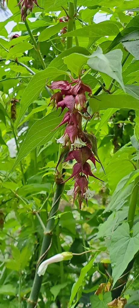 Leycesteria formosa