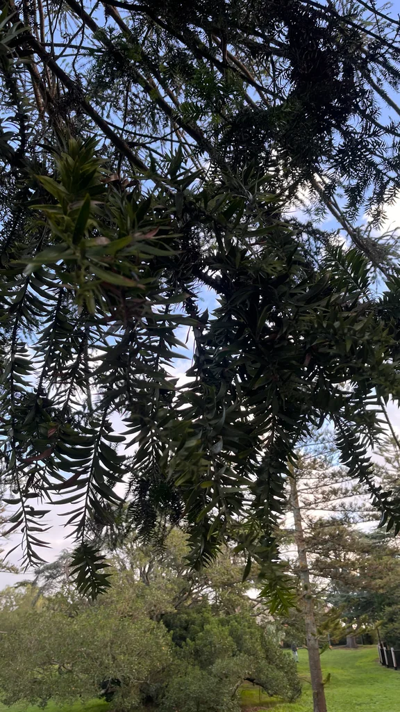Araucaria Bidwillii