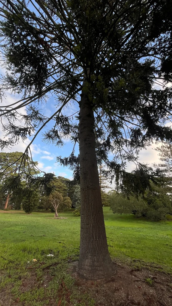 Araucaria Bidwillii