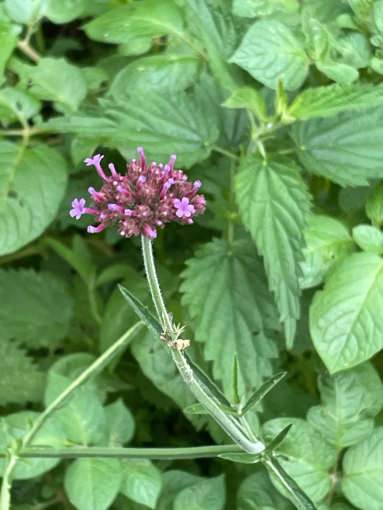 Verbena Bonariensis