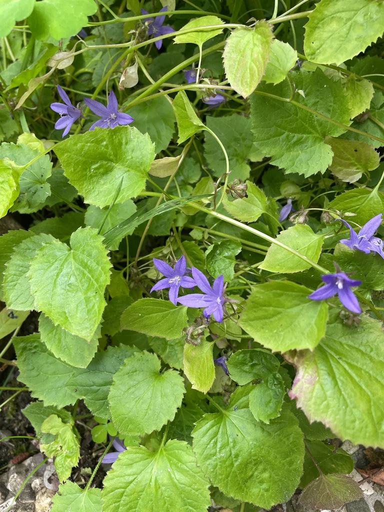Campanula Poscharskyana