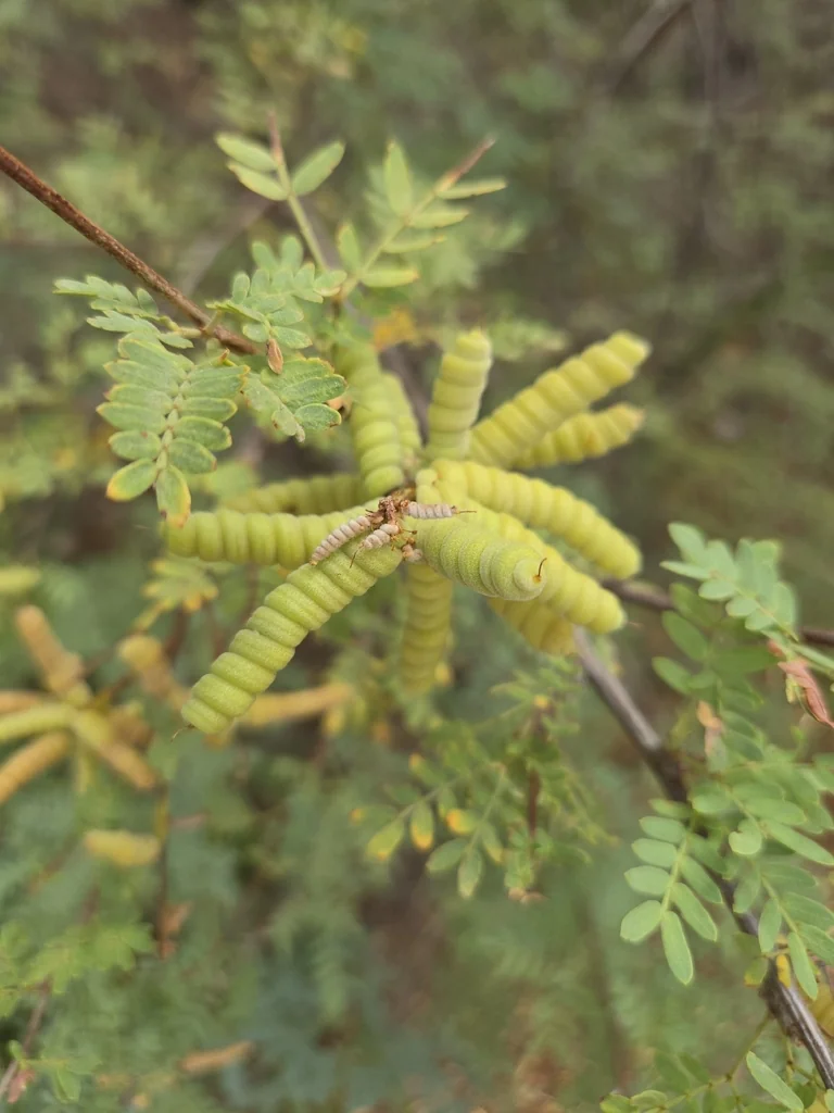 Prosopis Pubescens