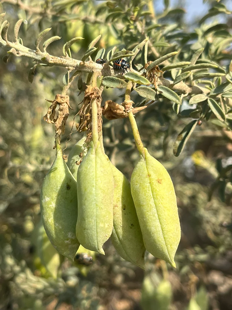 Isomeris Arborea