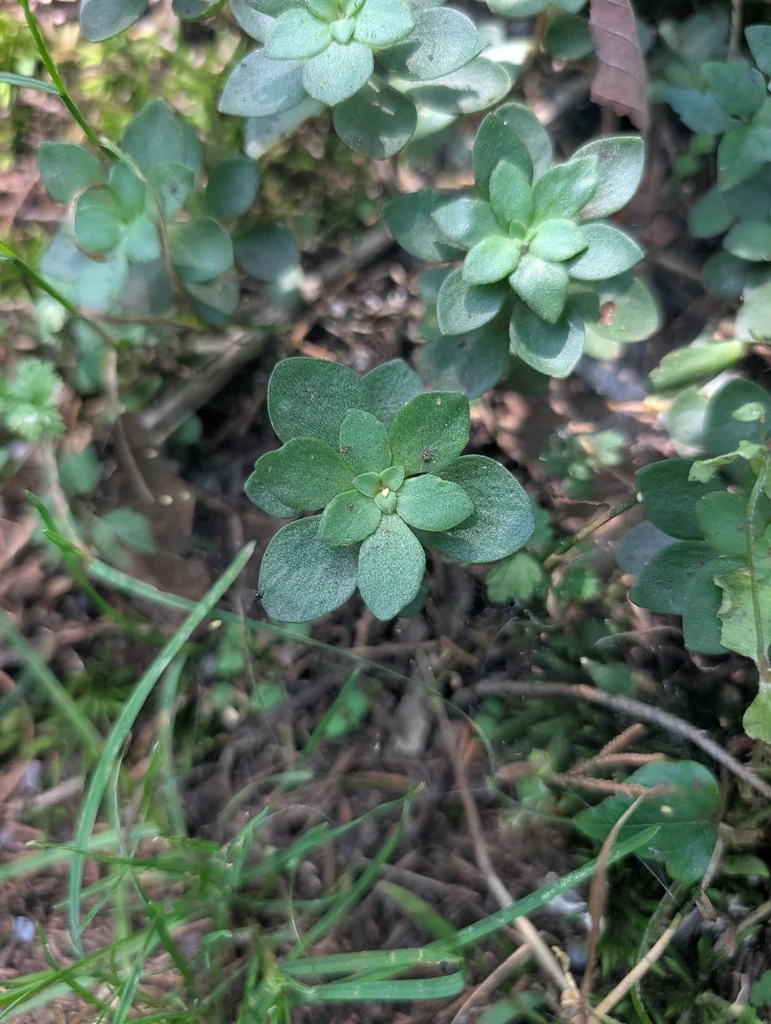 Sedum Ternatum