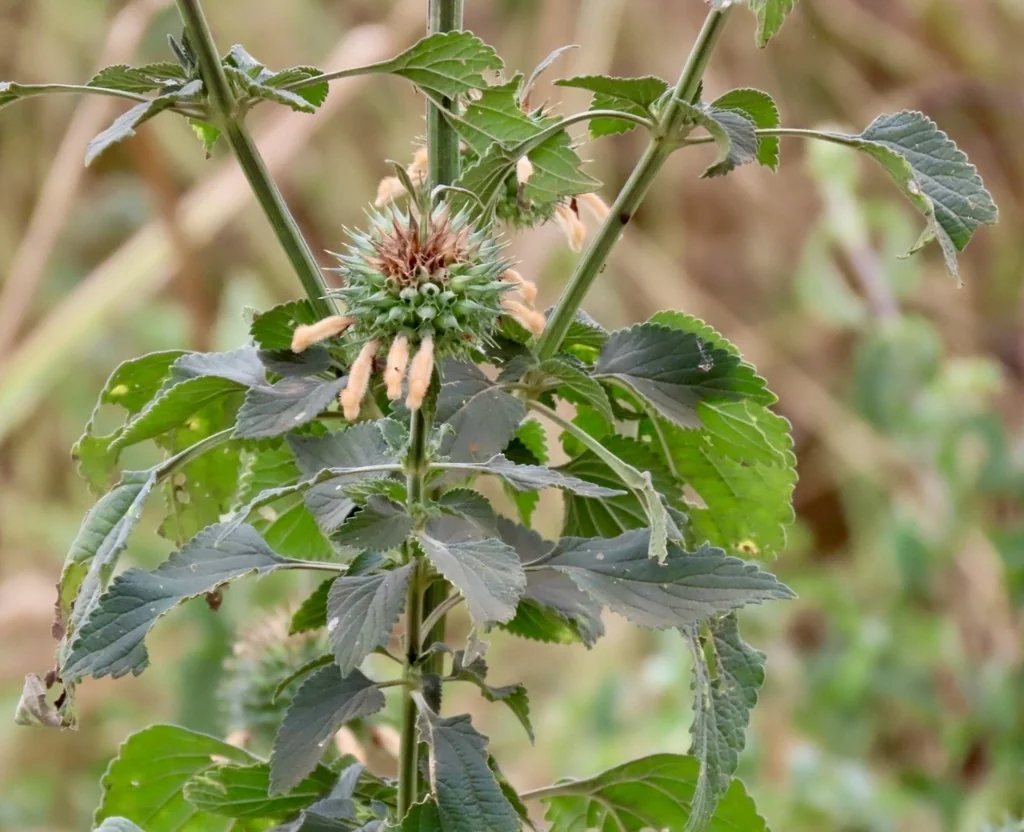 Leonotis Nepetifolia