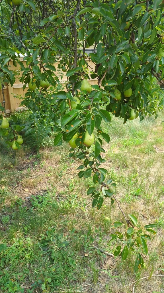 Pyrus Communis