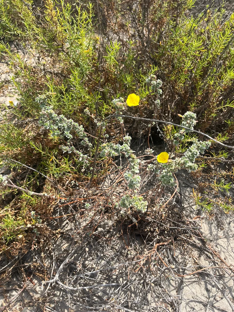 Camissonia Cheiranthifolia