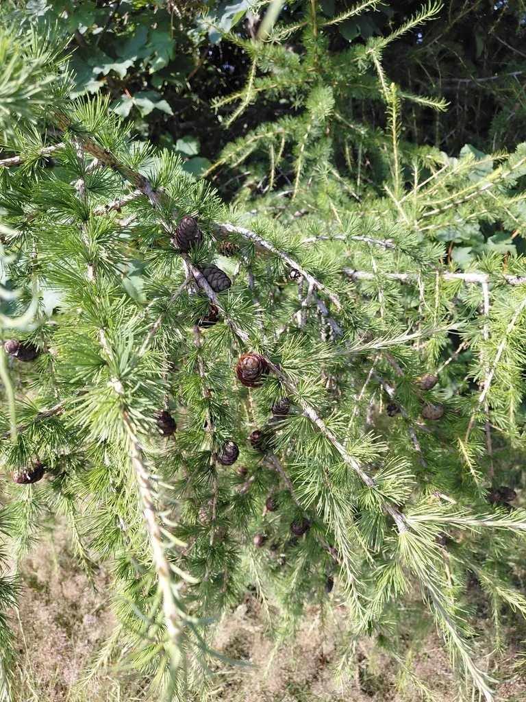 Larix Decidua