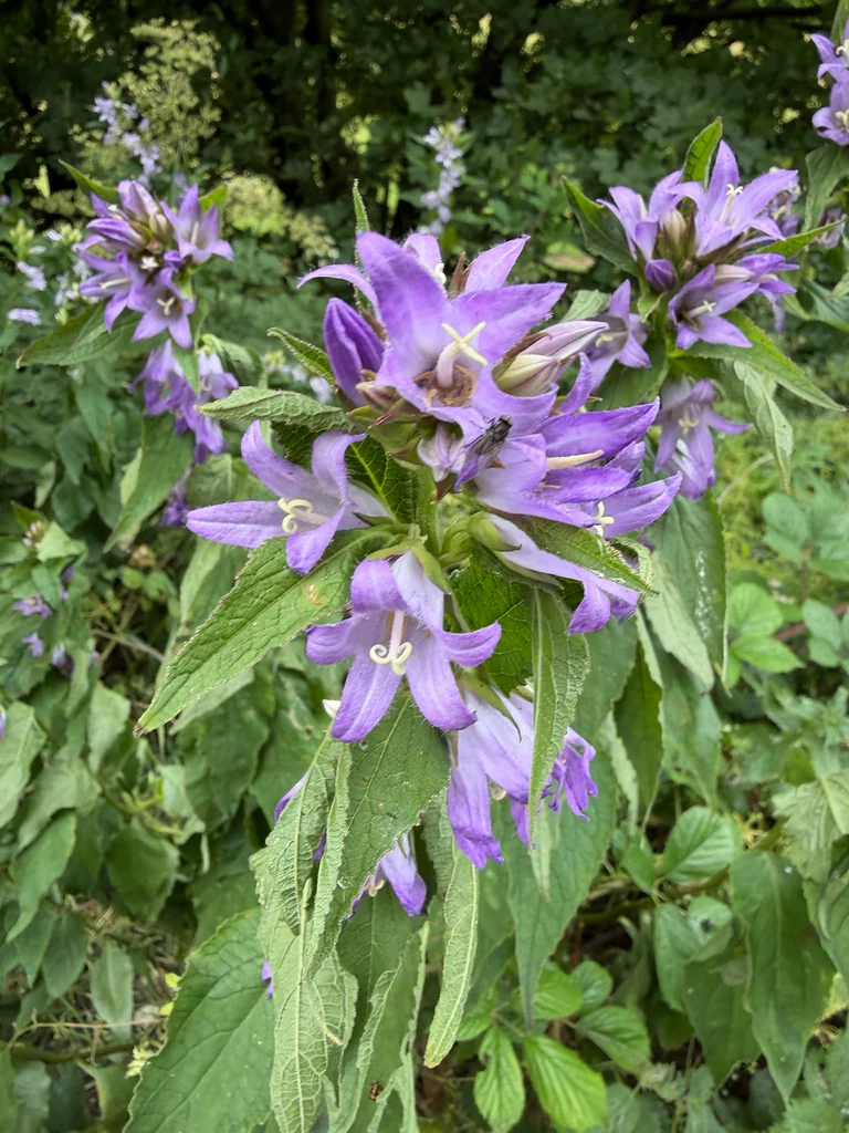 Campanula Latifolia