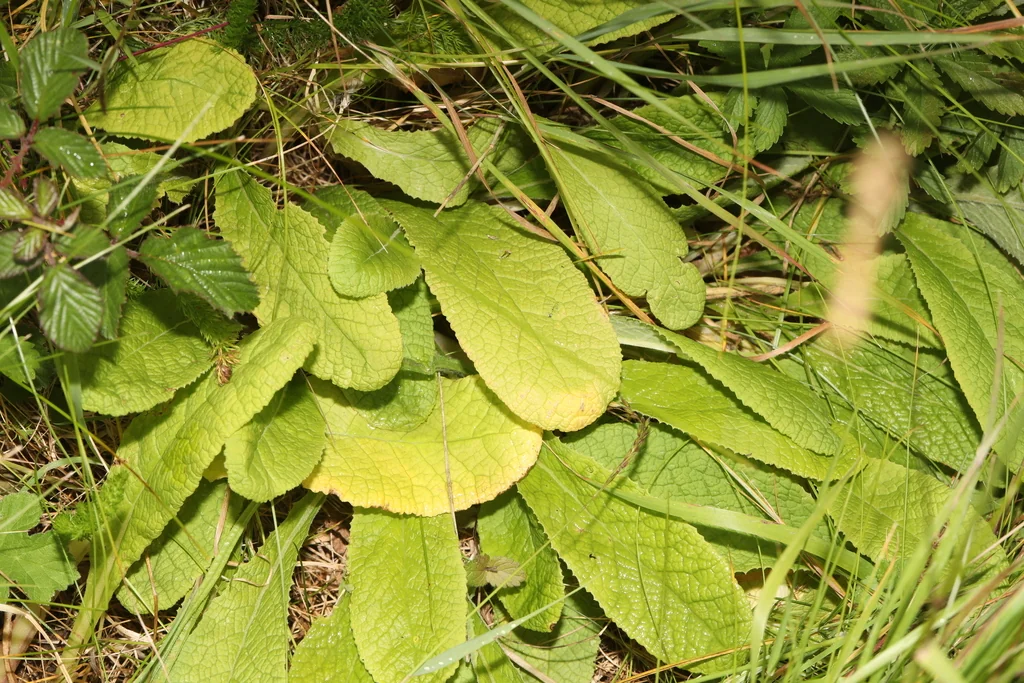 Primula vulgaris