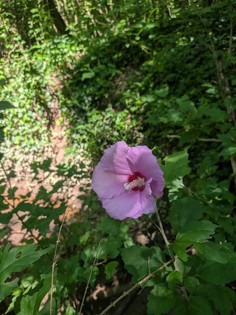 Hibiscus syriacus