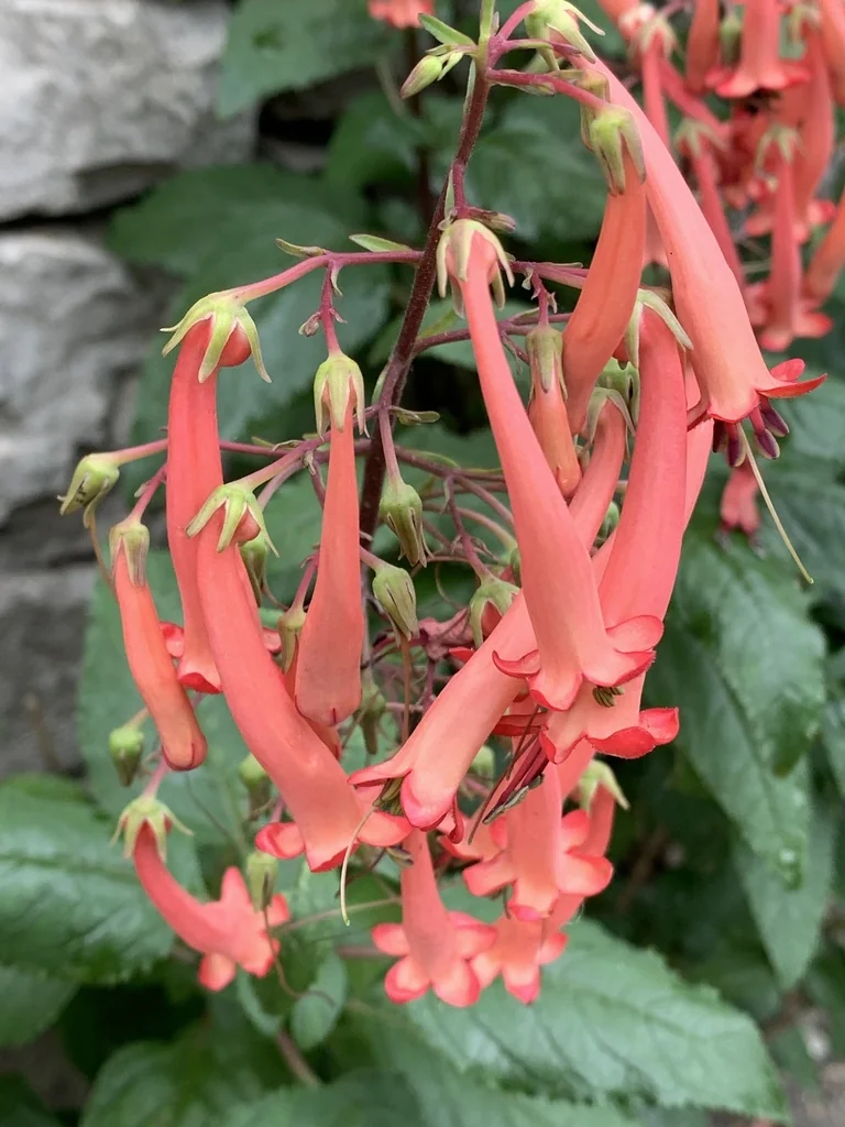 Phygelius Capensis