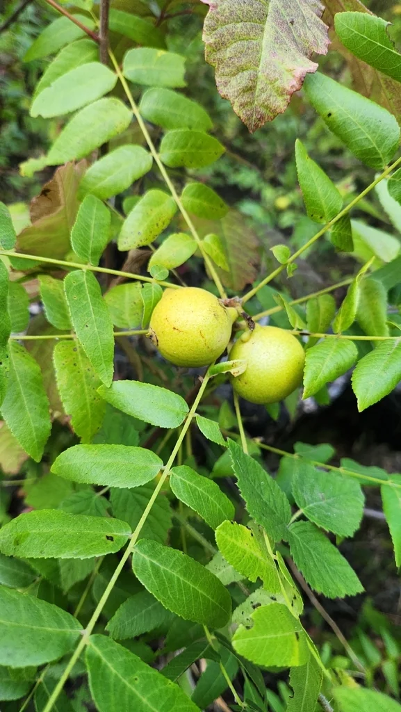 Juglans Californica