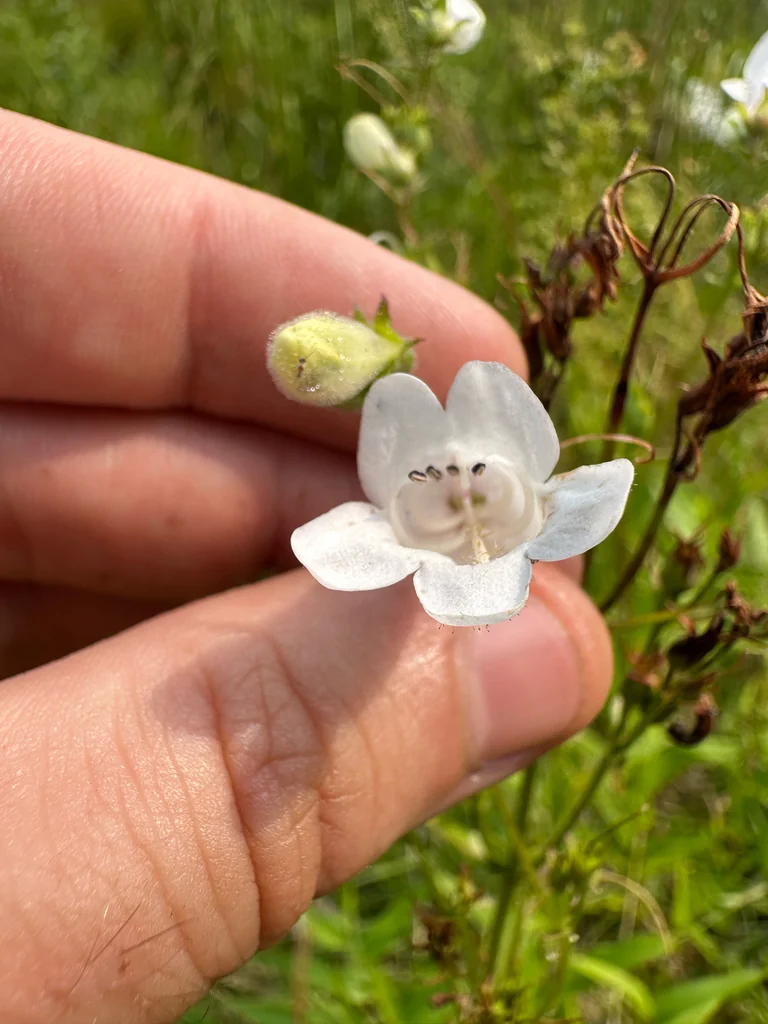 Penstemon Digitalis