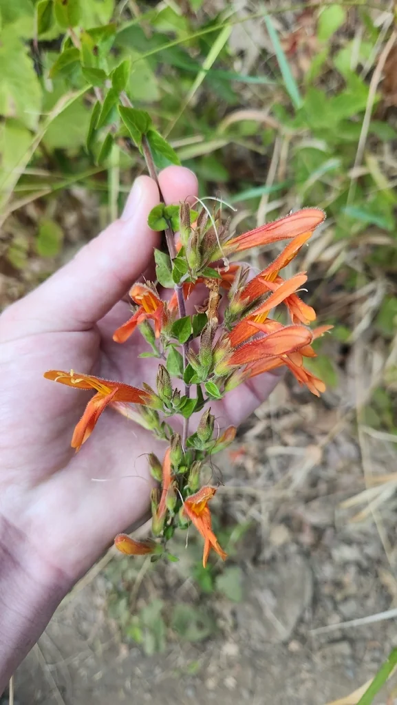 Keckiella Cordifolia