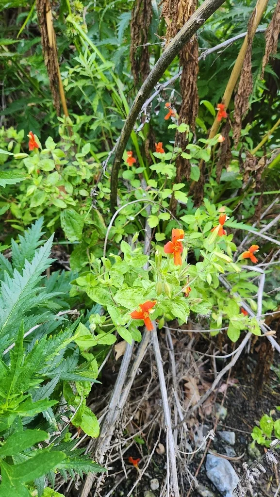 Mimulus Cardinalis