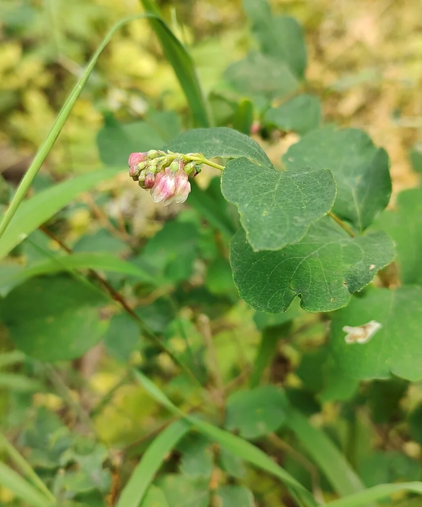 Symphoricarpos Albus Var. Laevigatus