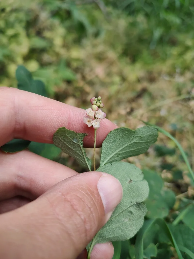 Symphoricarpos Albus Var. Laevigatus