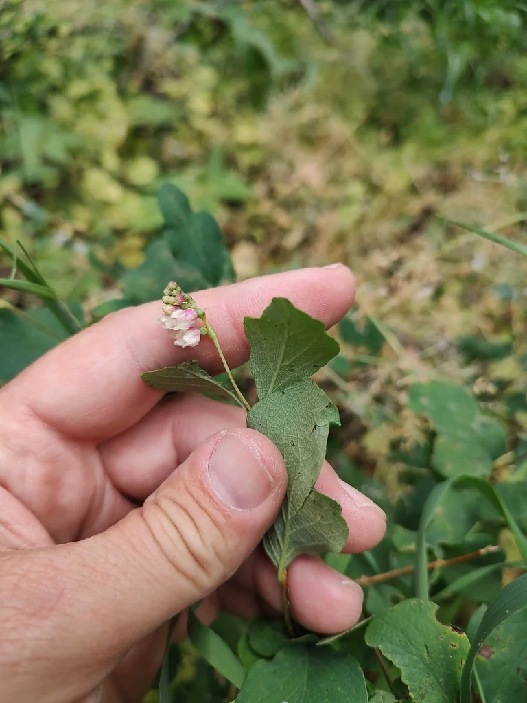 Symphoricarpos Albus Var. Laevigatus
