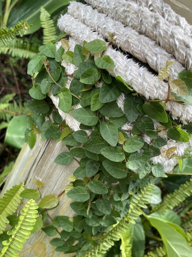 Ficus Pumila
