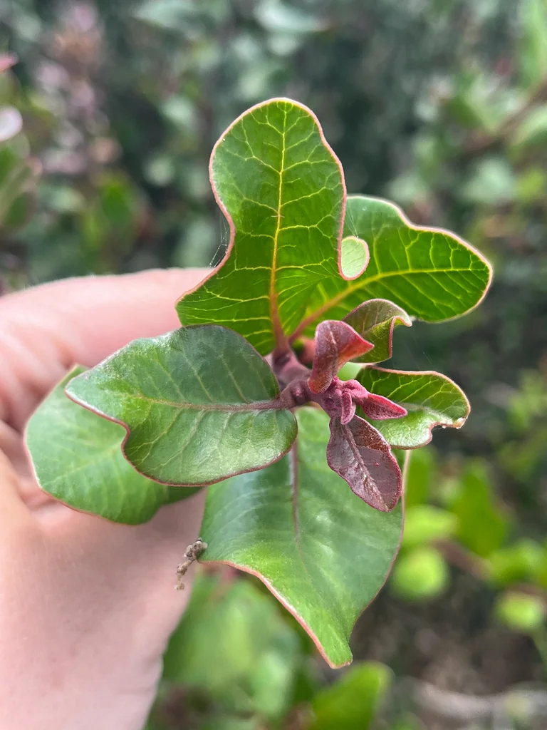 Rhus Integrifolia