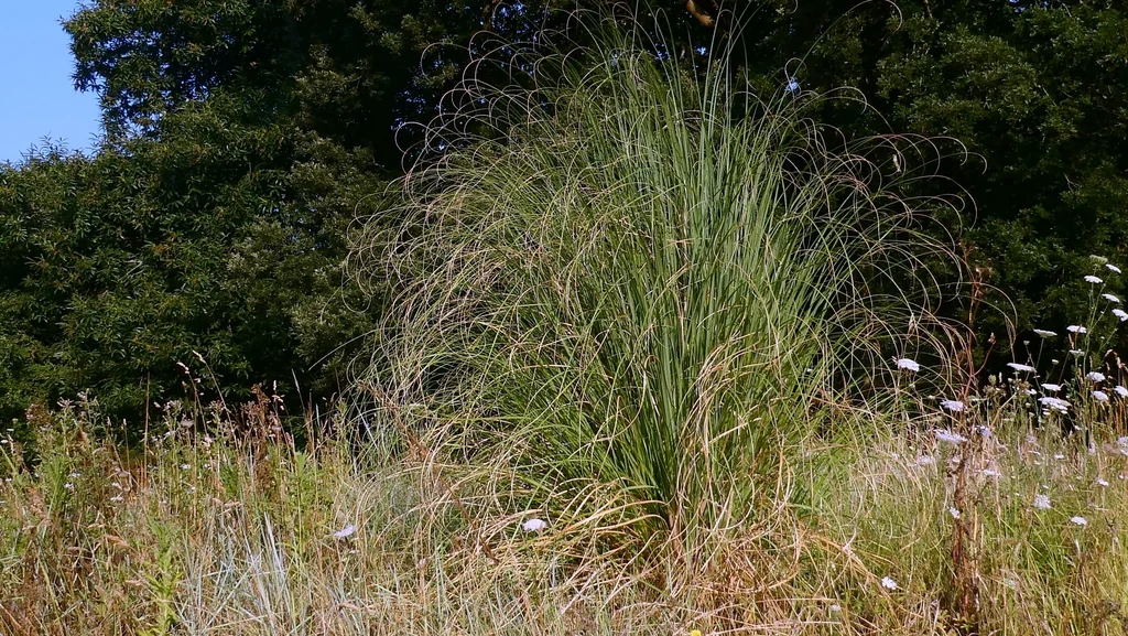 Cortaderia Selloana