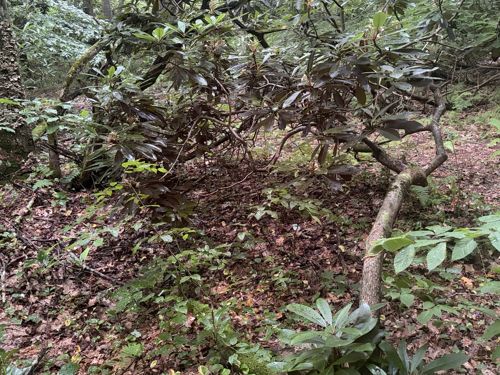 Rhododendron Maximum