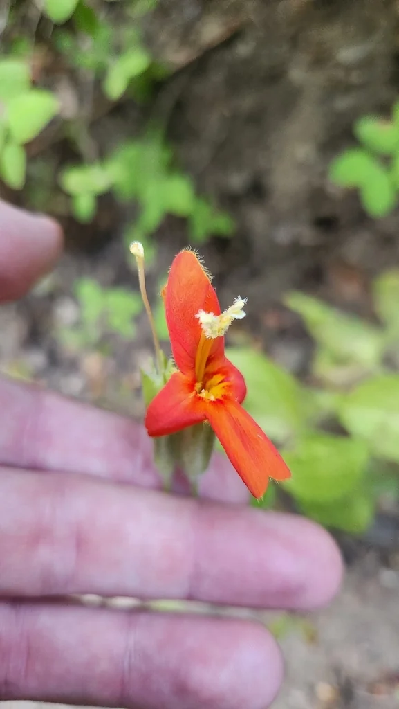 Mimulus Cardinalis