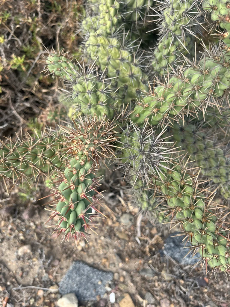 Cylindropuntia prolifera
