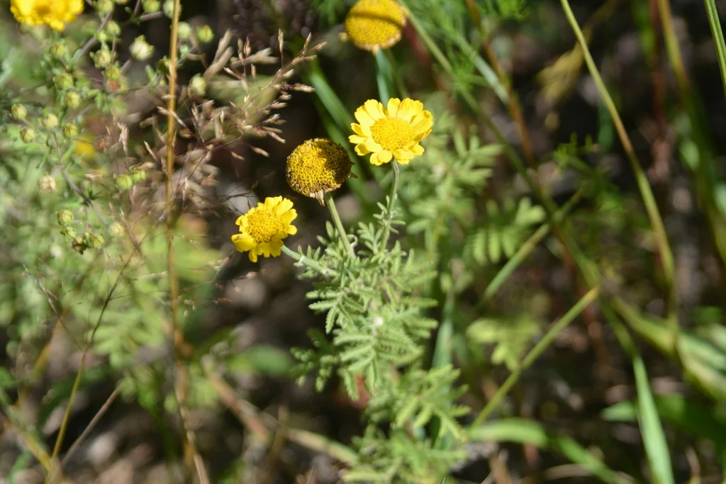 Anthemis Tinctoria