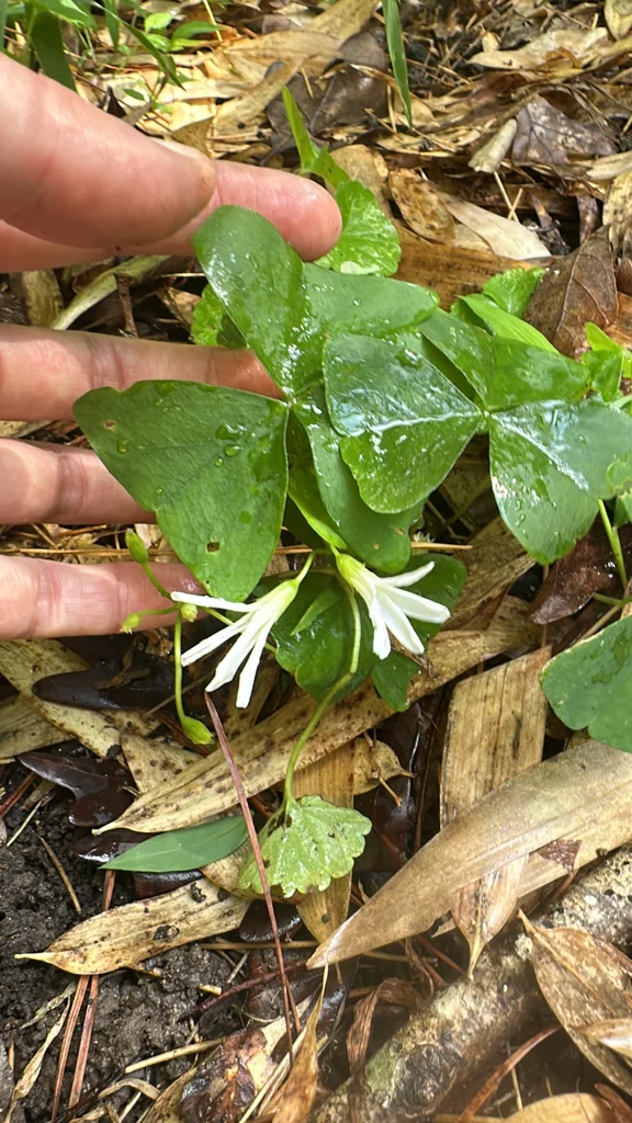 Oxalis Triangularis