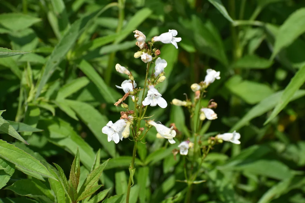 Penstemon Digitalis