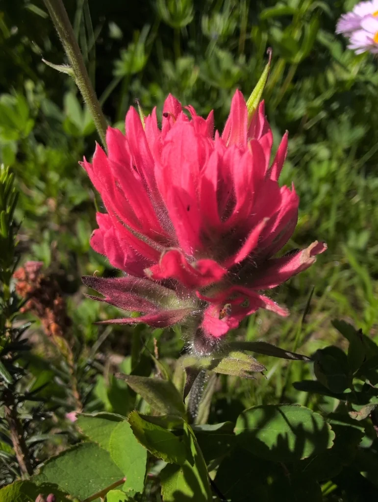 Castilleja Parviflora