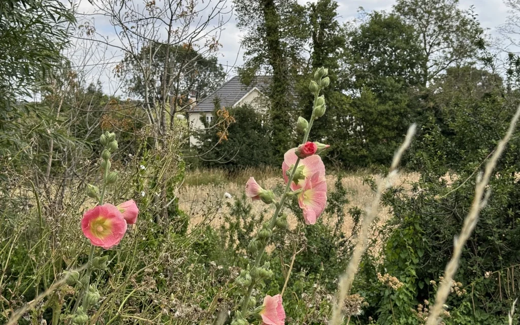 Alcea Rosea
