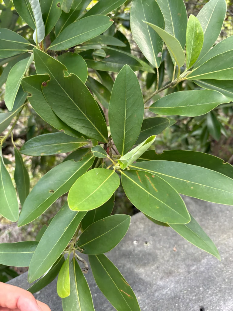 Magnolia Virginiana