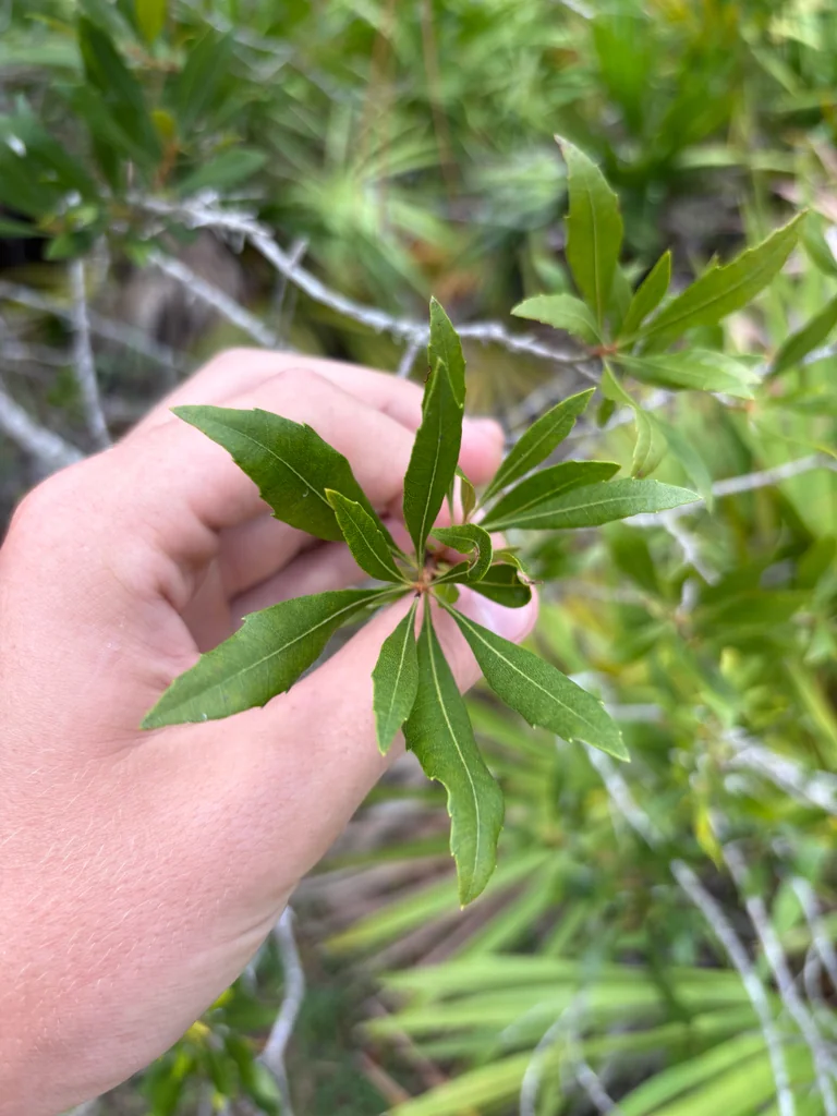 Morella Cerifera