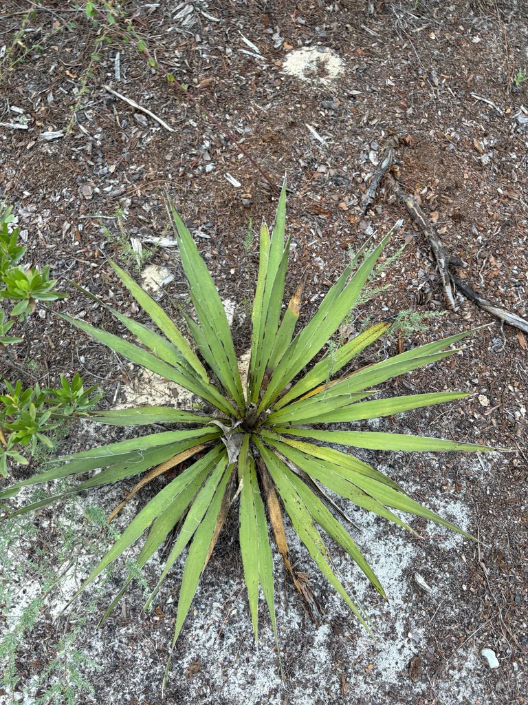 Yucca Filamentosa