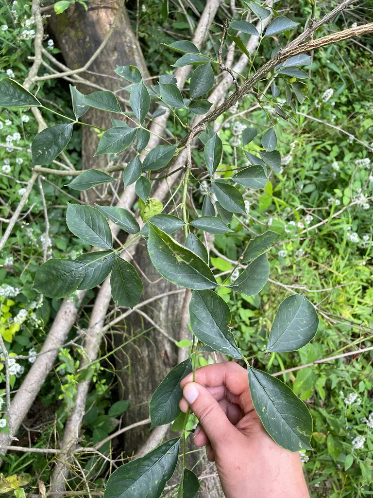 Staphylea Trifolia