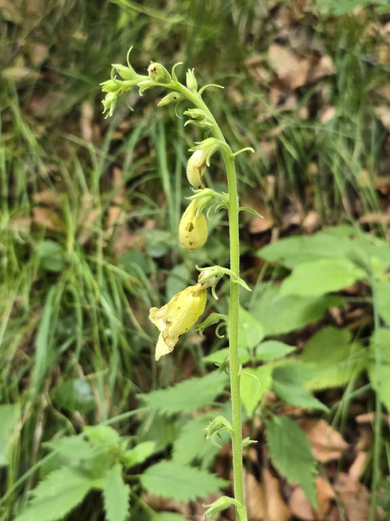 Digitalis Grandiflora
