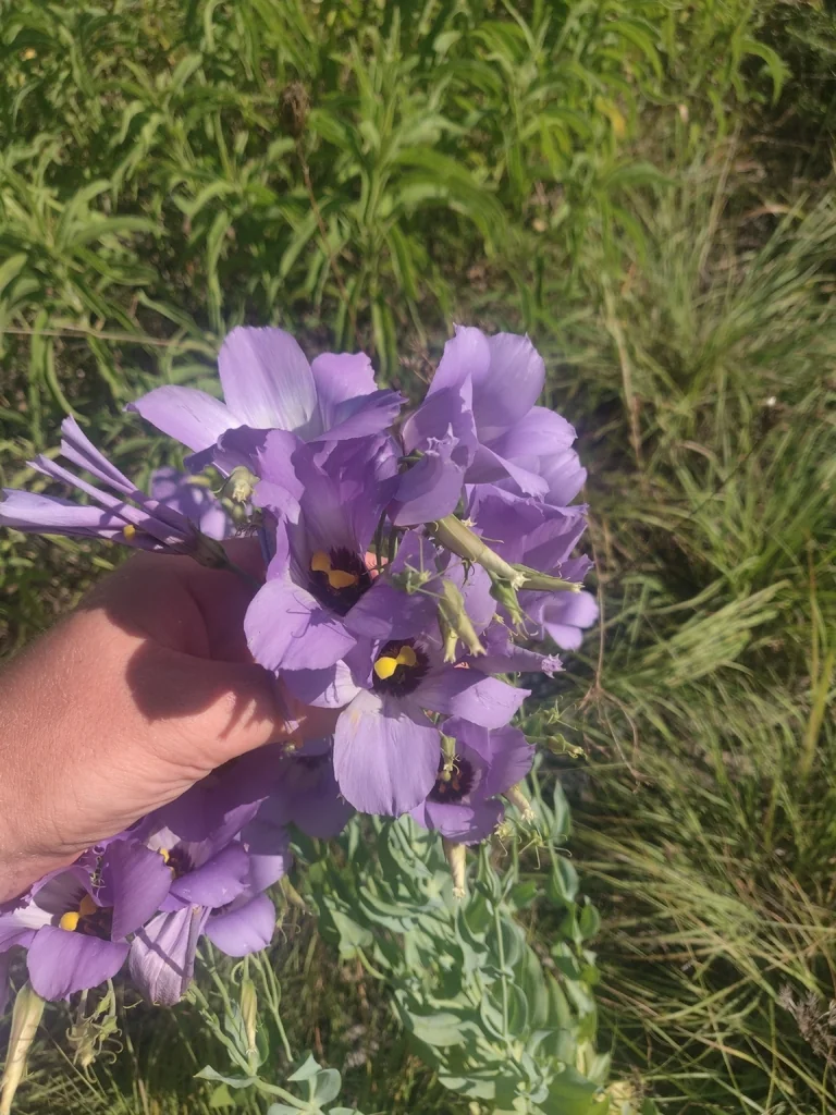 Eustoma Grandiflorum