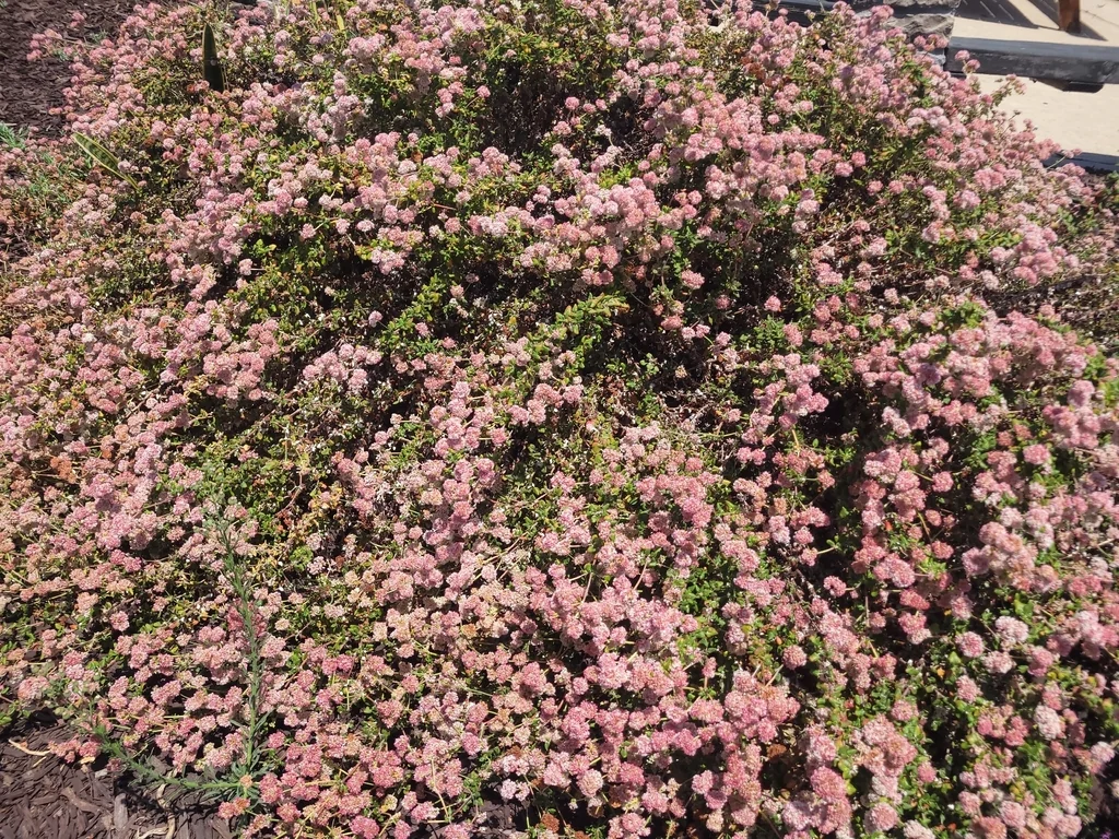 Eriogonum parvifolium