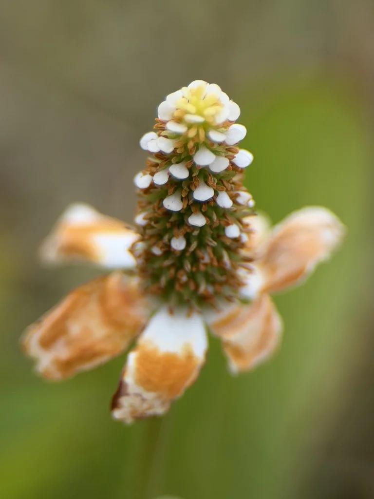 Anemopsis Californica